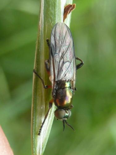 Actina chalybea